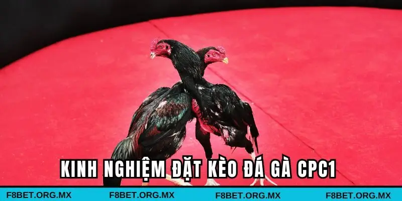 Kinh nghiệm đặt kèo đá gà CPC1 chuẩn nhất