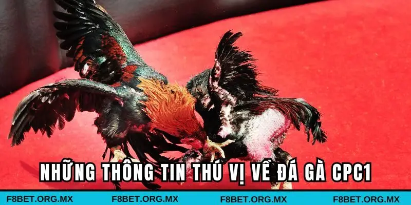 Những thông tin thú vị về đá gà CPC1