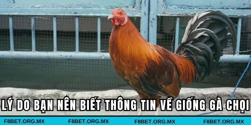 Lý do bạn nên biết thông tin về các giống gà chọi