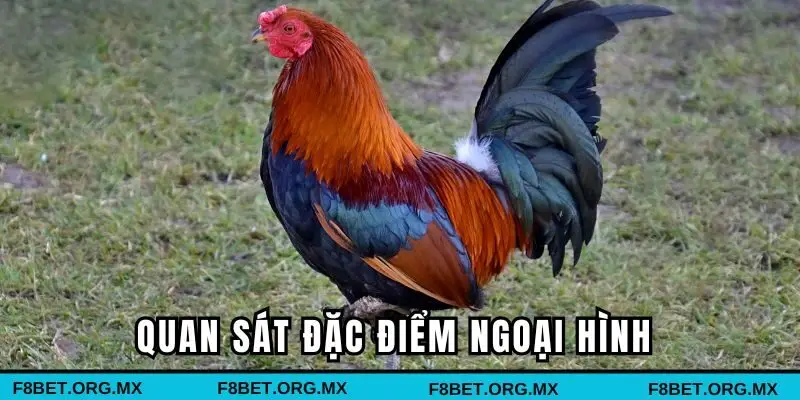 Quan sát đặc điểm ngoại hình của kê con