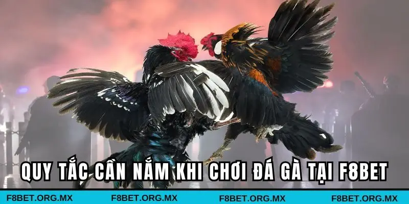 Quy tắc cần nắm khi chơi đá gà tại F8BET