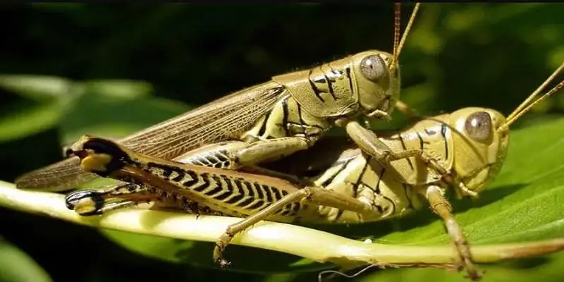 Giải mã giấc mơ thấy con cào cào theo từng hình ảnh