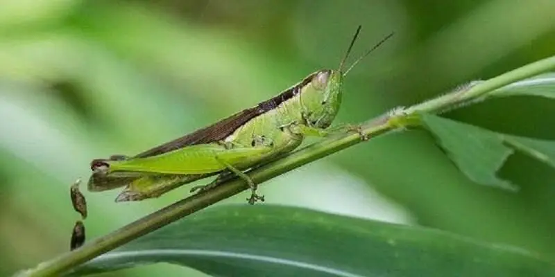 Mơ Thấy Con Cào Cào Nên Đánh Con Gì F8bet? Giải Mã Chi Tiết