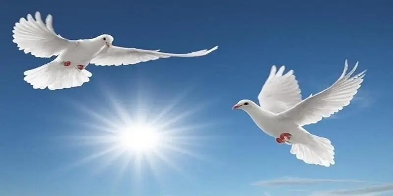 Mơ thấy con chim nên đánh con gì cho may mắn tại F8bet?