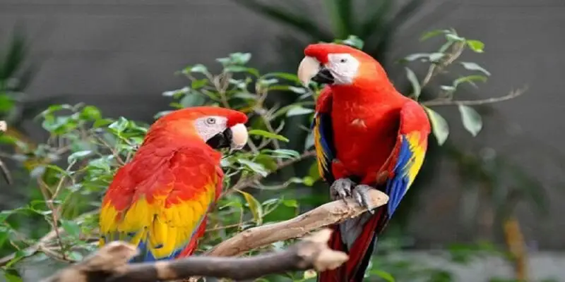 Những hình ảnh phổ biến trong giấc mơ thấy con chim